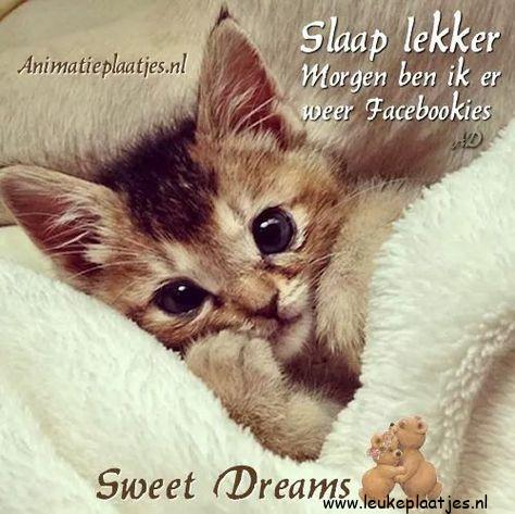 ᐅ welterusten voor straks - Welterusten plaatjes ᐅ welterusten voor straks - Welterusten plaatjes