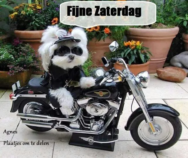 Een hond in een motorjas zit op een motor in een tuin met bloemen.