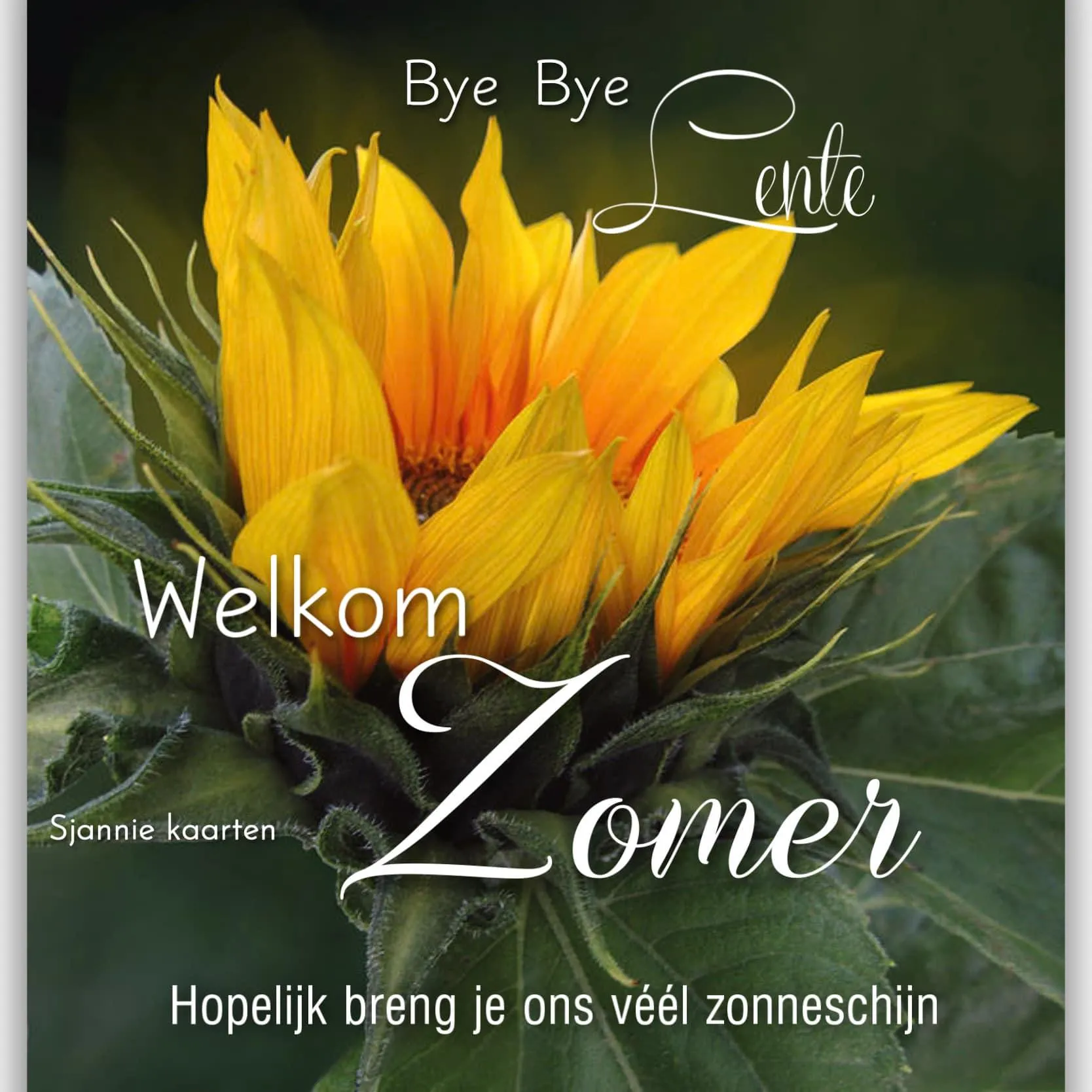 Zonnebloem met tekst "Bye Bye Lente, Welkom Zomer". Kleurrijke en vrolijke afbeelding.