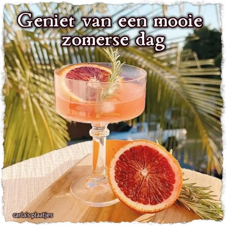 Een cocktail in een elegante beker met een schijfje bloed sinaasappel. Achtergrond met palmbomen.