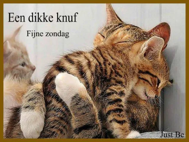 ᐅ zondag knuffel - Zondag plaatjes Twee katten knuffelen liefdevol in een warme omgeving.