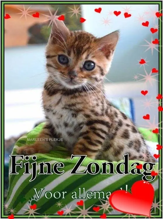 ᐅ zondag knuffel - Zondag plaatjes Een schattige kitten met grote ogen, omringd door hartjes en een vrolijke boodschap.