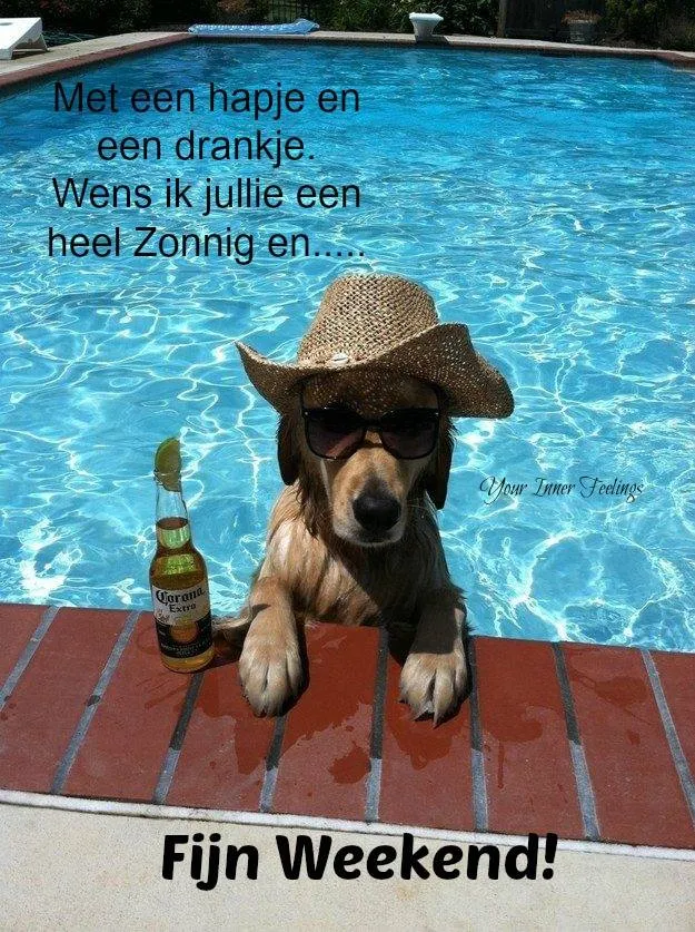 ᐅ zonnig weekend - Weekend plaatjes Een hond met een zonnehoed bij een zwembad met een biertje. Fijn weekend wensen.