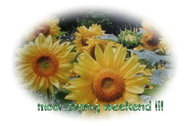 ᐅ zonnig weekend - Weekend plaatjes Zonnebloemen in bloei met de tekst "mooi zonnig weekend !!!" erboven.