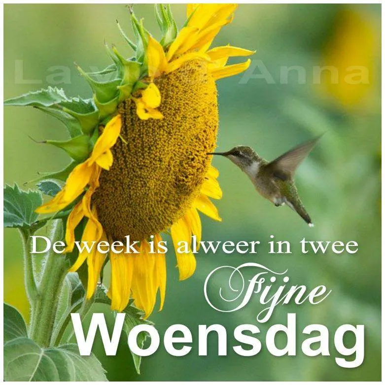 ᐅ zonnige woensdag - Woensdag plaatjes ᐅ zonnige woensdag - Woensdag plaatjes